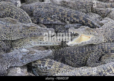Ferme aux crocodiles Banque D'Images