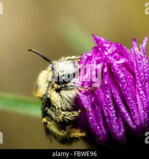 Abeille sur un chardon Banque D'Images