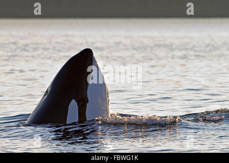 Les épaulards (Orcinus orca orca,, T30 et T137's) après avoir tué un lion de mer au large de l'île Malcolm près de Donegal, chef Brit Banque D'Images