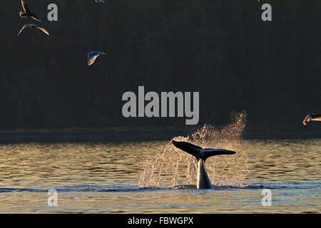 Les épaulards (Orcinus orca orca,, T30 et T137's) après avoir tué un lion de mer au large de l'île Malcolm près de Donegal, chef Brit Banque D'Images