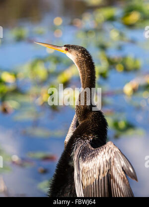 Oiseau Anhinga sécher ses plumes dans Everglades Banque D'Images