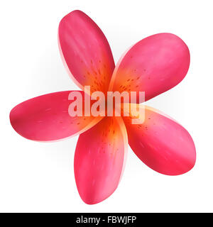 Pink Plumeria flower isolated on white Banque D'Images