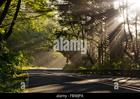 Les rayons du soleil à travers la canopée arborée sur la route 1 Banque D'Images