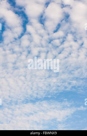 La formation de nuages denses cirrocumulus moelleux contre le ciel bleu. Banque D'Images
