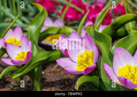 Wildtulpe Bakeri Lilac Wonder - wild tulip Bakeri Lilac Wonder Banque D'Images