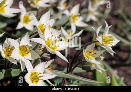 Wildtulpe Tulipa turkestanica Tulipa turkestanica tulipes sauvages - 02 Banque D'Images