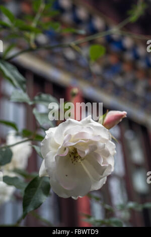 Une rose blanche classique avec un décor de l'homestay bouddhiste. Village isolé de Thembang Dzong, INDE Banque D'Images