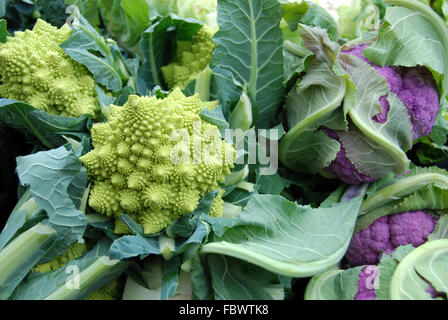 Choux-fleurs vert et violet Banque D'Images