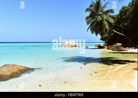 Palmiers sur la plage Banque D'Images