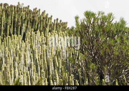 plantes succulentes Banque D'Images