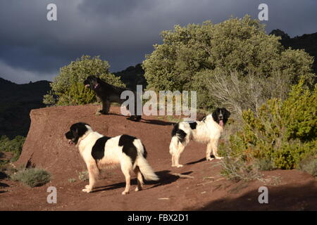 Landseer landseer, chien, chiot, Terre-Neuve, l'eau, travail, nage de chien, la race, la race landseer, amour, joyeux Noël, ball Banque D'Images