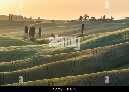 Coucher du soleil sur les champs d'été en Toscane Banque D'Images