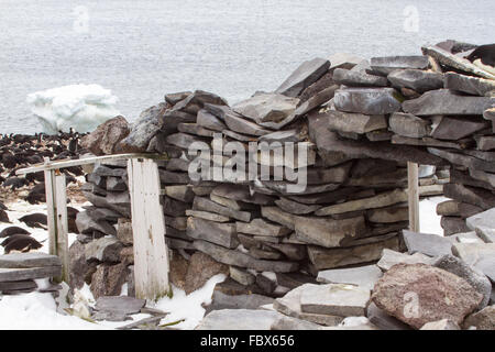 Manchots adélies nichent sur et autour de cabane en pierre historique sur l'île Paulet, l'Antarctique. Banque D'Images