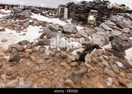 Adelie penguin traversant l'autoroute en face de cabane en pierre sur l'île Paulet, l'Antarctique. Banque D'Images