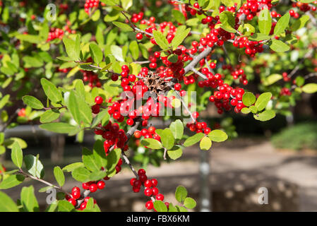 Bunch of red rowan ou sorbier sur beaucoup de feuillages verts Banque D'Images