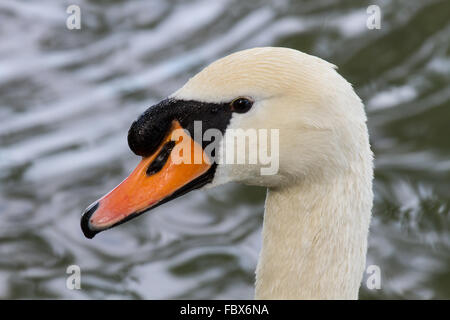 Cygne tuberculé 2 Banque D'Images