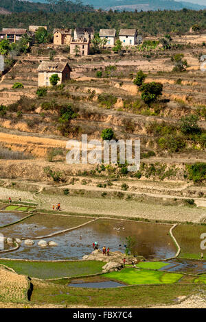 Paysage et rizières entre Ambositra et Ranomafana, Route Nationale 7, à Madagascar Banque D'Images