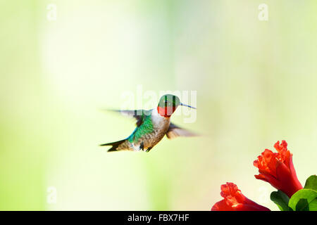 Hummingbird volant près de flower Banque D'Images