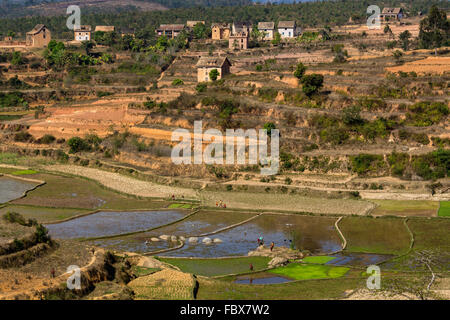 Paysage et rizières entre Ambositra et Ranomafana, Route Nationale 7, à Madagascar Banque D'Images