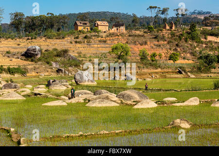 Paysage et rizières entre Ambositra et Ranomafana, Route Nationale 7, à Madagascar Banque D'Images