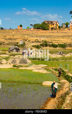 Paysage et rizières entre Ambositra et Ranomafana, Route Nationale 7, à Madagascar Banque D'Images