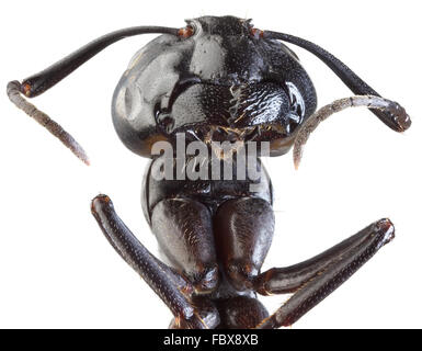 Jardin noir découpe Ant Banque D'Images