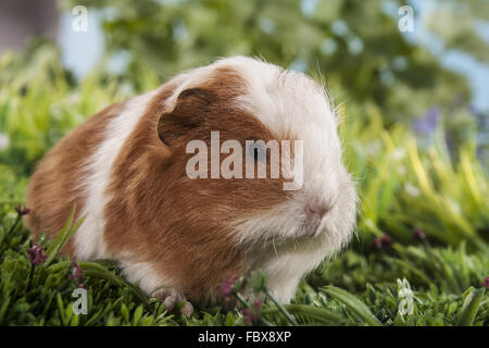 Bébé cobaye assis dans le gras Banque D'Images