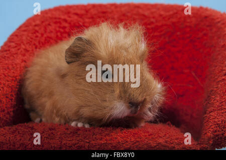 Cochon assis dans un fauteuil rouge Banque D'Images