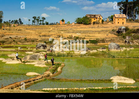 Paysage et rizières entre Ambositra et Ranomafana, Route Nationale 7, à Madagascar Banque D'Images