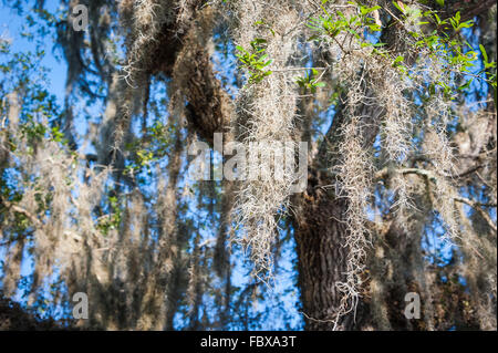 La mousse espagnole suspendue à un arbre de chêne du sud de vivre à Ponte Vedra Beach, en Floride. Banque D'Images