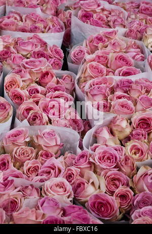 Roses rose en exposition à Columbia Road Flower Market, Londres. Banque D'Images