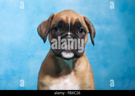 Boxer dog puppy portrait Banque D'Images