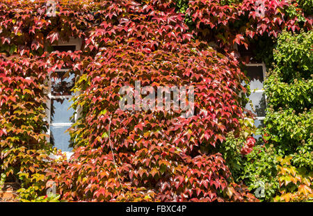 Lierre vert et rouge sur windows surround cottage Banque D'Images