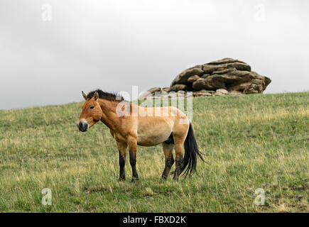 Le cheval de Przewalski (Equus ferus przewalskii), le Parc National de Khustain Nuruu (Hustai National Park), Töv Aïmag, Mongolie Banque D'Images