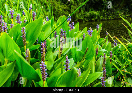 Une Pontederia cordata ou mauvaises herbes des marais. Une usine au bord de l'eau avec des fleurs bleues. Banque D'Images