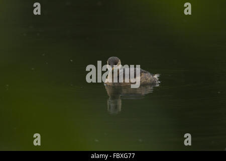 Tachybatus ruficollis grèbe, Banque D'Images