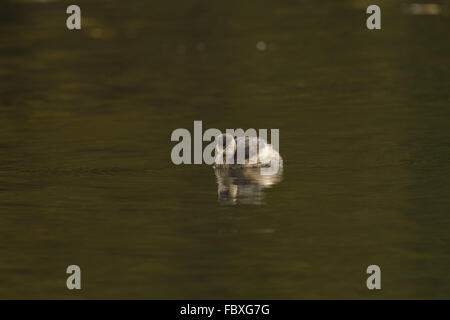 Tachybatus ruficollis grèbe, Banque D'Images