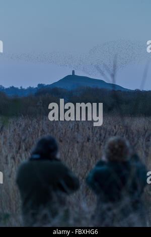 Glastonbury, Somerset UK 19e Janvier 2016. Des milliers d'étourneaux se regrouper pour effectuer le spectaculaire murmurations à Somerset Levels Ham Wall réserver. La performance a été observé par des dizaines de passionnés qui ont bravé les températures inférieures à zéro sur le marais. La demi-lune illuminait les ailes des centaines de petits oiseaux comme ils ont volé dans toutes les directions à travers les niveaux de Somerset à la sécurité de les roselières ci-dessous. Credit : Wayne Farrell/Alamy Live News Banque D'Images