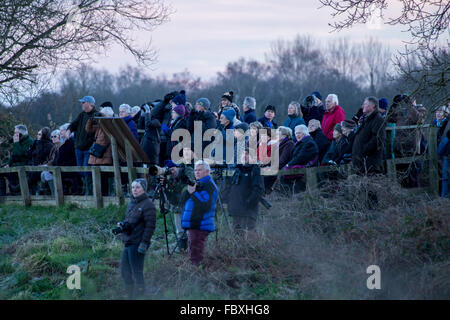 Glastonbury, Somerset UK 19e Janvier 2016. Des milliers d'étourneaux se regrouper pour effectuer le spectaculaire murmurations à Somerset Levels Ham Wall réserver. La performance a été observé par des dizaines de passionnés qui ont bravé les températures inférieures à zéro sur le marais. La demi-lune illuminait les ailes des centaines de petits oiseaux comme ils ont volé dans toutes les directions à travers les niveaux de Somerset à la sécurité de les roselières ci-dessous. Credit : Wayne Farrell/Alamy Live News Banque D'Images