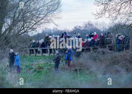 Glastonbury, Somerset UK 19e Janvier 2016. Des milliers d'étourneaux se regrouper pour effectuer le spectaculaire murmurations à Somerset Levels Ham Wall réserver. La performance a été observé par des dizaines de passionnés qui ont bravé les températures inférieures à zéro sur le marais. La demi-lune illuminait les ailes des centaines de petits oiseaux comme ils ont volé dans toutes les directions à travers les niveaux de Somerset à la sécurité de les roselières ci-dessous. Credit : Wayne Farrell/Alamy Live News Banque D'Images