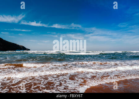 Les chiens du0027eau espagnol sur le rivage à Beach Photo Stock - Alamy