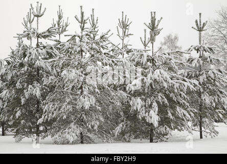 Sapins couverts de neige épaisse en hiver Banque D'Images