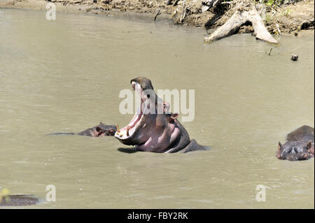 Hippo béant Banque D'Images