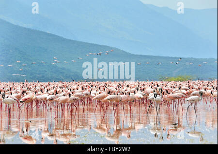 Les flamants roses dans la Grande Vallée du Rift Banque D'Images