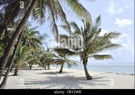 Palms sur une plage de rêve Banque D'Images