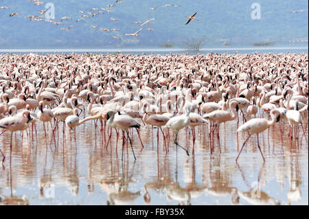 Les flamants roses dans la vallée du Rift Banque D'Images