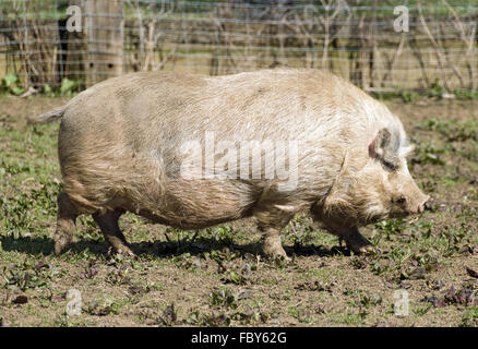 gros cochon laineux Banque D'Images