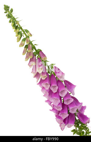 Common foxglove Banque D'Images