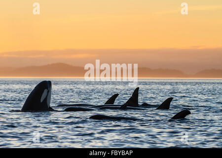 La famille de repos groupe résident les orques (Orcinus orca) au coucher du soleil dans le détroit de Johnstone au large de l'île de Vancouver, en Co Banque D'Images