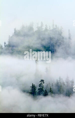 Un épais brouillard le long de la côte de la forêt du Grand ours le long de la côte de la Colombie-Britannique, Canada. Banque D'Images